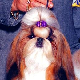 Shih Tzu adult dog