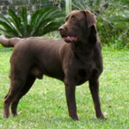 Little Cain - Labrador Retriever
