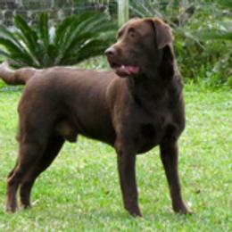 Little Cain - Labrador Retriever