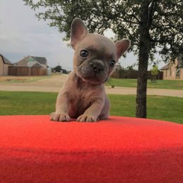 French Bulldog Puppies from Baker Built Frenchies