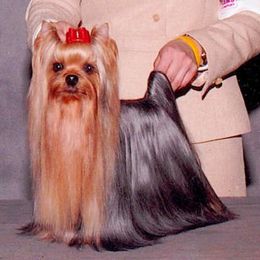 Yorkshire Terrier All Grown Up from Ty Ava Yorkies