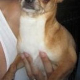 Penny - Chihuahua