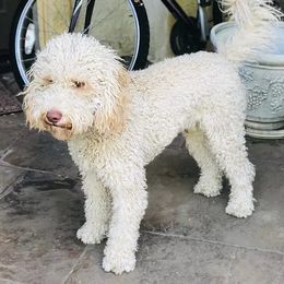 Tommy - Australian Labradoodle