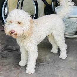 Tommy - Australian Labradoodle