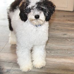 Maverick - Bernedoodle