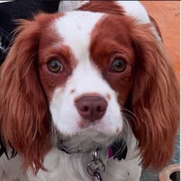 Penny - Cavalier King Charles Spaniel