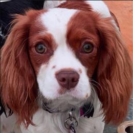 Penny - Cavalier King Charles Spaniel