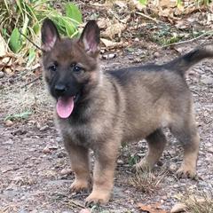 German Shepherd Puppies from Vom Kugelblitz Kennels