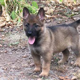 German Shepherd Puppies from Vom Kugelblitz Kennels