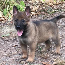 German Shepherd Puppies from Vom Kugelblitz Kennels