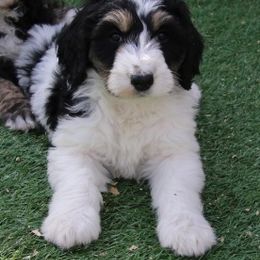 Bernedoodle and Goldendoodle Puppies from High Mesa Doodles