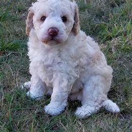 Labradoodle Puppies from Ocean View Labradoodles