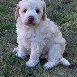 Labradoodle Puppies from Ocean View Labradoodles