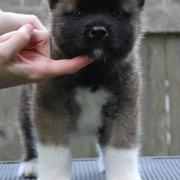 Akita Puppies from Excel Shu-Ku Akitas