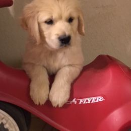 Golden Retriever Puppies from Benjamin Irving Goldens