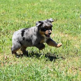 Toy Australian Shepherd Puppies from Double M Toy and Mini Aussies