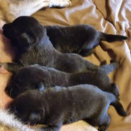 German Shepherd Puppies from von Haus Ulv