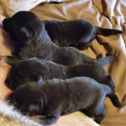 German Shepherd Puppies from von Haus Ulv