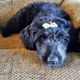 Goldendoodle Puppies from Bear Lake Bearded Retrievers