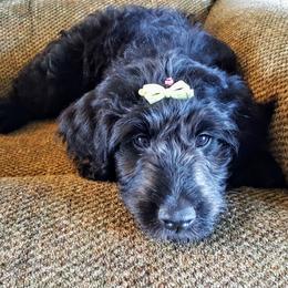 Goldendoodle Puppies from Bear Lake Bearded Retrievers