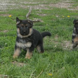 Australian Shepherd Puppies from Waldo German Shepherd Dogs