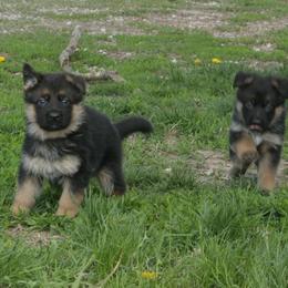 Australian Shepherd Puppies from Waldo German Shepherd Dogs