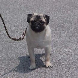 Pug All Grown Up from Snuggle Pugs