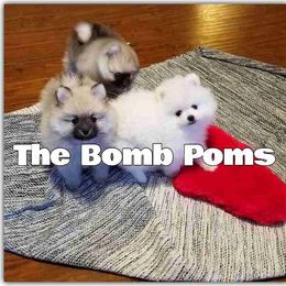 Pomeranian Puppies from The Bomb Poms