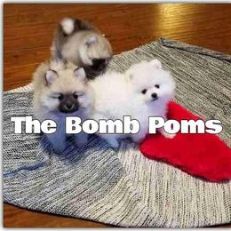 Pomeranian Puppies from The Bomb Poms