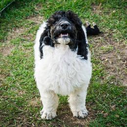 Labradoodle and Poodle Puppies from Grace Kennel