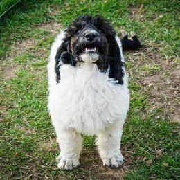 Labradoodle and Poodle Puppies from Grace Kennel