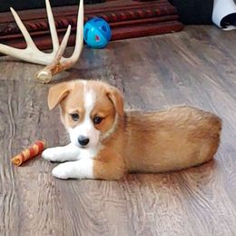 Pembroke Welsh Corgi Puppies from Johnson's Pembroke Welsh Corgi's