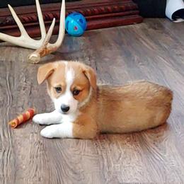 Pembroke Welsh Corgi Puppies from Johnson's Pembroke Welsh Corgi's