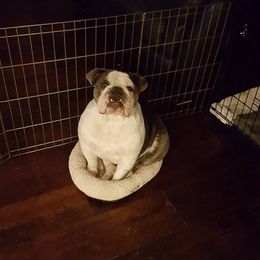 English Bulldog and French Bulldog All Grown Up from Superb Bulldogs