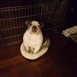 English Bulldog and French Bulldog All Grown Up from Superb Bulldogs