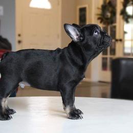 French Bulldog and Pembroke Welsh Corgi Puppies from Laurel Canyon Kennels