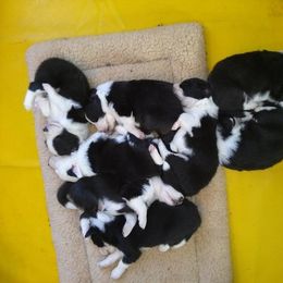 Border Collie Puppies from Royal Kennels
