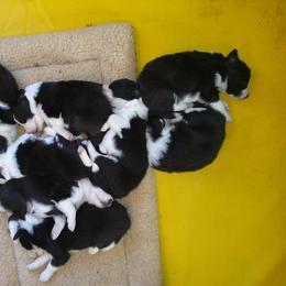 Border Collie Puppies from Royal Kennels