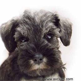 Miniature Schnauzer Puppies from Axcium Miniature Schnauzers