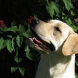 Dreama - Labrador Retriever