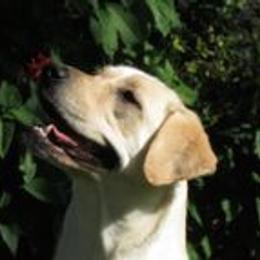 Dreama - Labrador Retriever