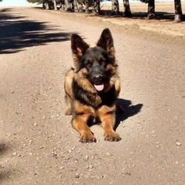 German Shepherd Puppies from Lost Creek German Shepherds