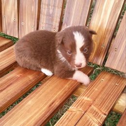 Border Collie Puppies from CRL Farms