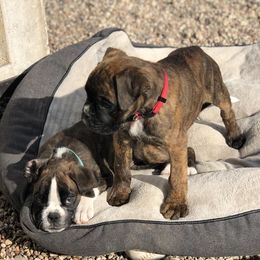 Boxer Puppies from Boxnen Boxers