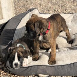 Boxer Puppies from Boxnen Boxers