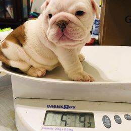English Bulldog Puppies from Bullberry Farm