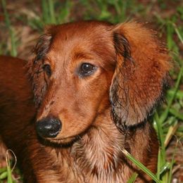 Glasha - Dachshund