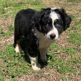 Australian Shepherd Puppies from IQ Farms Australian Shepherds