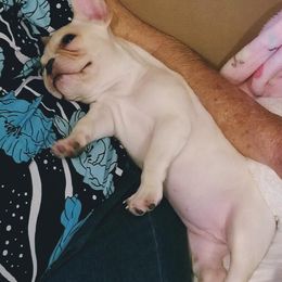  Puppies from Bouledogue Royal