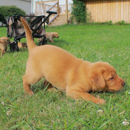 Labrador Retriever Puppies from Semko's All-Sports Dog